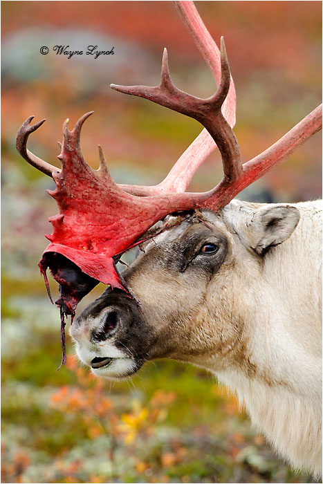 Caribou Bull Eating Shed Antler Velvet 128 by Dr. Wayne Lynch &copy;